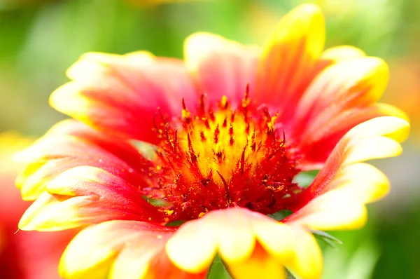 Red and orange flower — Stock Photo, Image