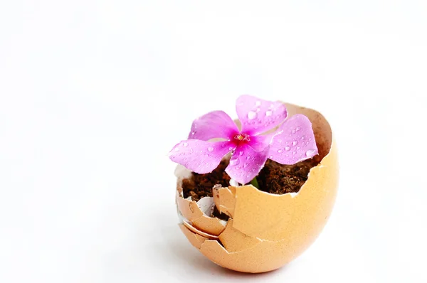 Квітка в розбитій яєчній шкаралупі — стокове фото
