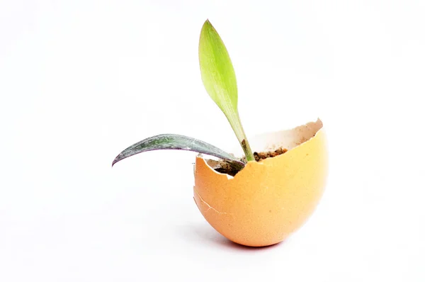 Sprout in an eggshell — Stock Photo, Image