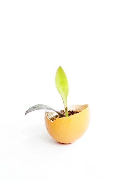 Sprout in an eggshell — Stock Photo, Image