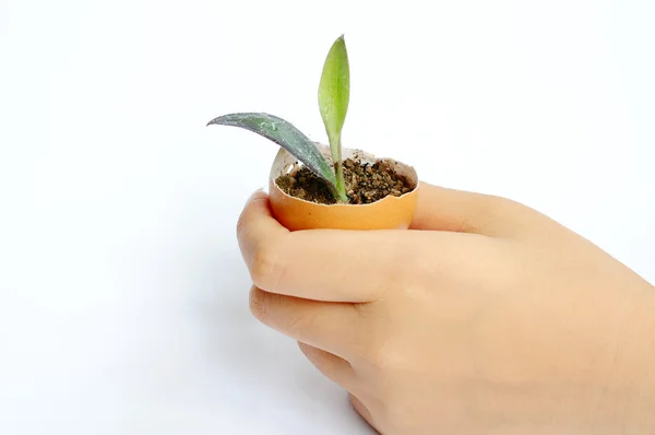 Rostlina v ruce — Stock fotografie