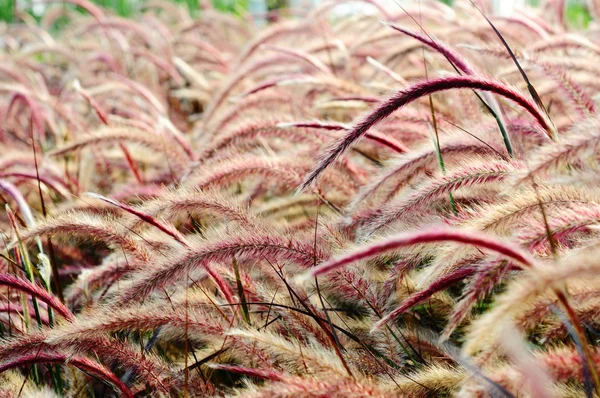 Bristle grass Herb — Stock Photo, Image