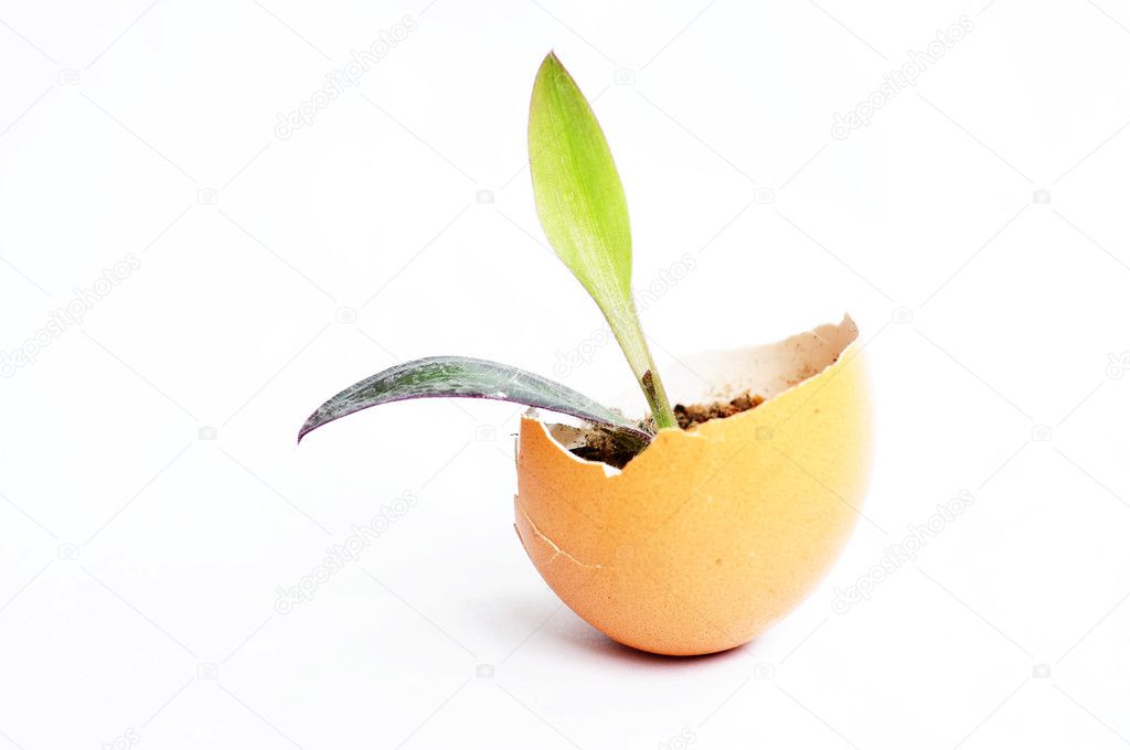 Sprout in an eggshell