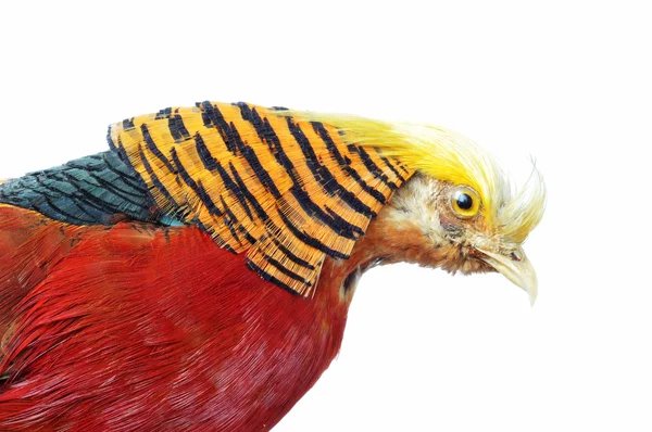 Chrysolophus pictus bird — Stock Photo, Image