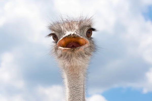 stock image Ostrich head.