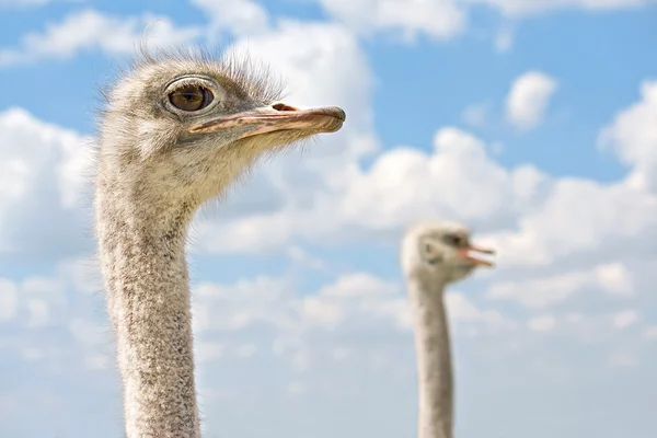 stock image Ostrich two heads.