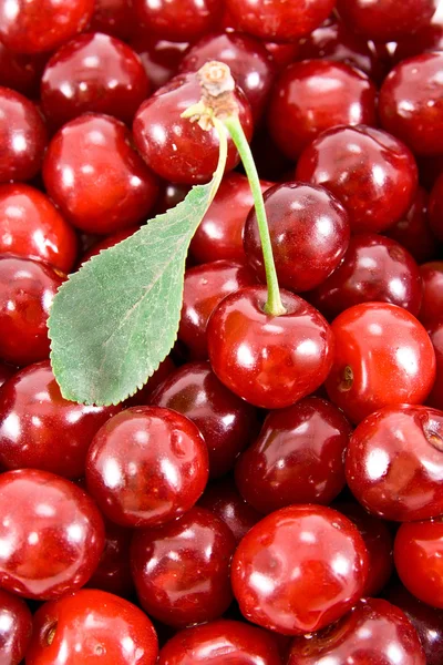Cherry with leaf and heap of fruits. — Stock Photo, Image
