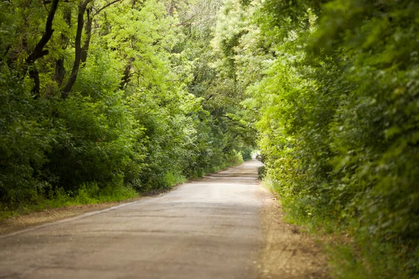 stock image Road in a forest