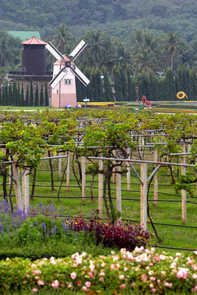 stock image Wind Mill in Vineyard