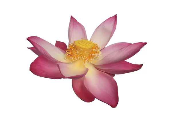 Majestic Lotus Flower Isolated on White Background — Stock Photo, Image