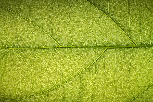 Textura de una hoja verde tropical —  Fotos de Stock