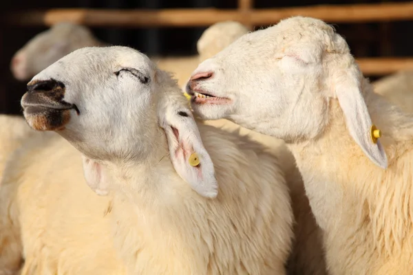 Twee gelukkige schapen glimlachend in de farm Stockfoto
