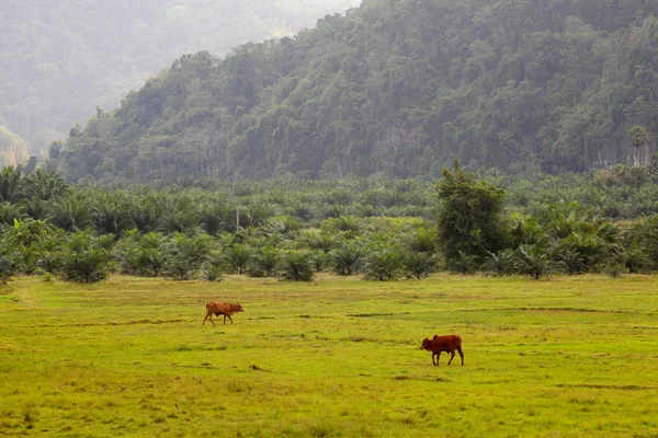 Vacas alimentando-se em um campo com fundo de montanha — Fotografia de Stock
