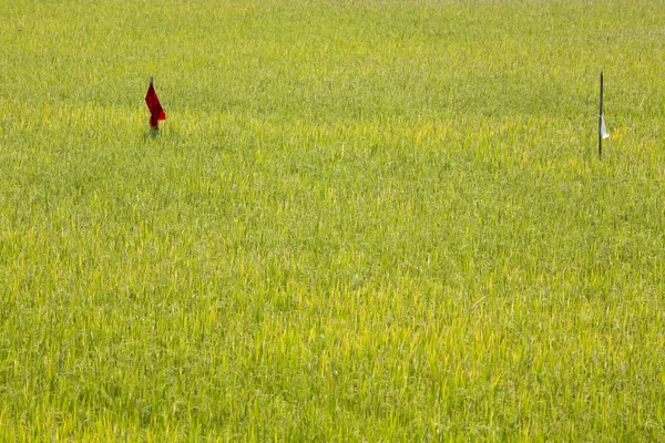 Paddy veld met rode vlag — Stockfoto