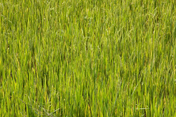 Risfält — Stockfoto