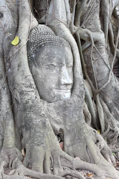 Socha Buddhy, spletený kořeny na wat phra ma duchovní stromu — Stock fotografie