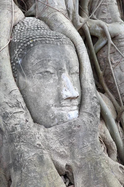Статуя Будды, переплетенная корнями духовного дерева в Ват Пхра Ма — стоковое фото