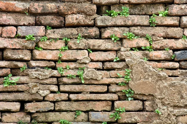 stock image Old Brick Wall Grown With Grass