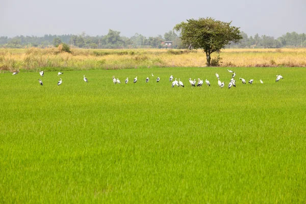 Alimentazione Egrets in Paddy Field — Foto Stock