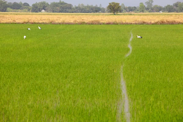 Czaple w pola ryżowego — Zdjęcie stockowe