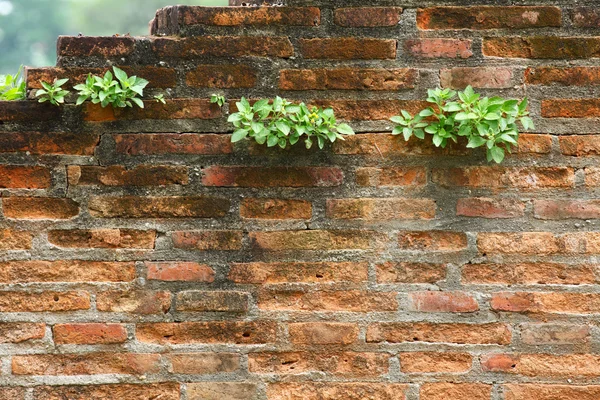 Old brick wall and new grass — Stock Photo, Image
