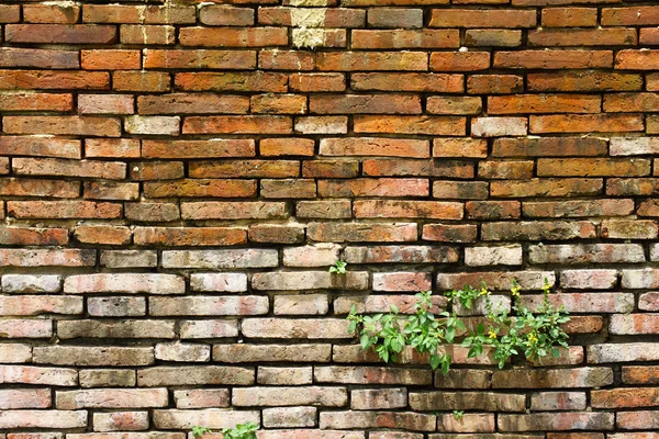 stock image Old brick wall and new grass