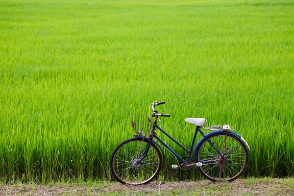 Oude fiets met paddy veld achtergrond — Stockfoto