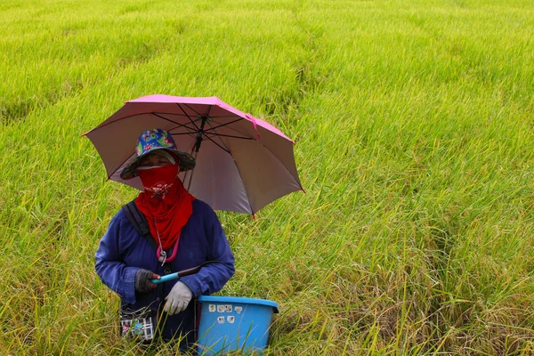 Agricultor que trabaja en un campo de arroz, selección de arroz — Foto de Stock