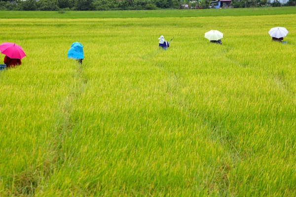 Pirinç seçimi bir pirinç alanında çalışan çiftçi — Stok fotoğraf