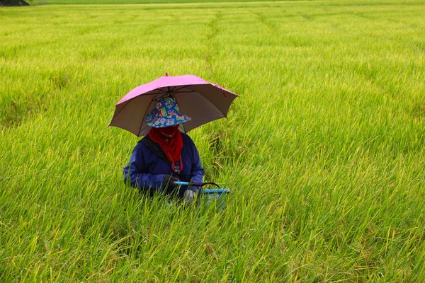 Boer werkt in een rijst veld, rijst selectie — Stockfoto