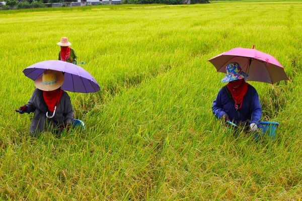 Rolnik pracy w dziedzinie ryżu, ryż wybór — Zdjęcie stockowe