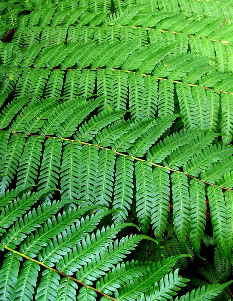 Fern leaves canopy — Stock Photo, Image
