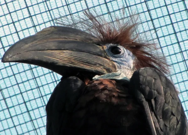 Zwarte casqued neushoornvogel — Stockfoto