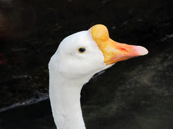 Cabeça de ganso branco — Fotografia de Stock
