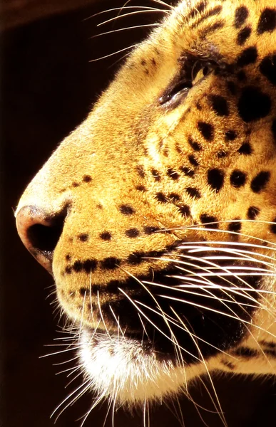 Izole yakın çekim leopar yüz yan görünüm — Stok fotoğraf