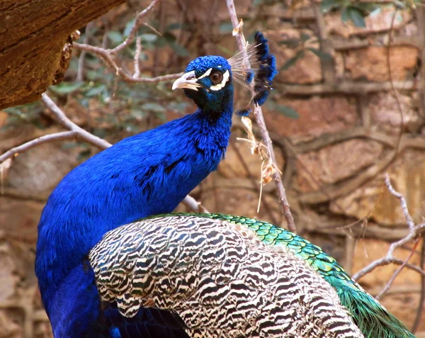 Peacock uppmärksamhet — Stockfoto