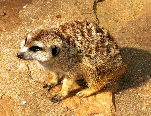 Pleading Southern African Meerkat — Stock Photo, Image
