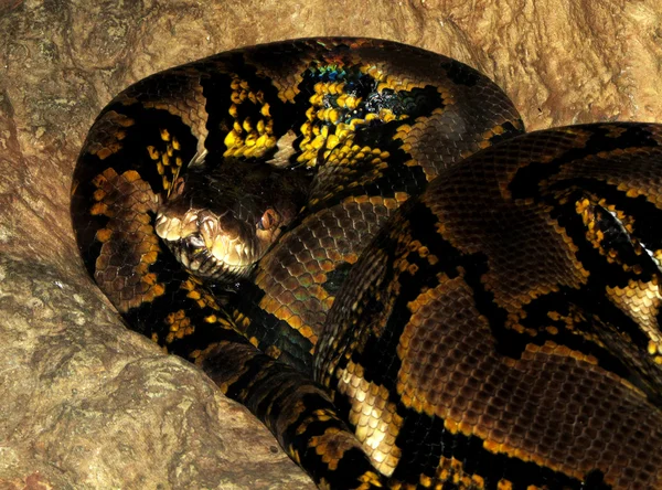 Azjatycki Pythona siatkowe — Zdjęcie stockowe