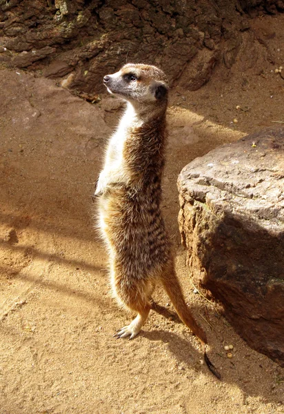 Southern African Meerkat Lookout — Stock Photo, Image