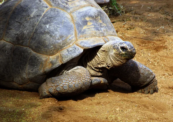 Enorme Zuid-Afrikaanse schildpad de bergskilpad — Stockfoto