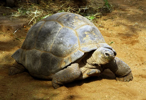 Enorme Zuid-Afrikaanse schildpad de bergskilpad — Stockfoto