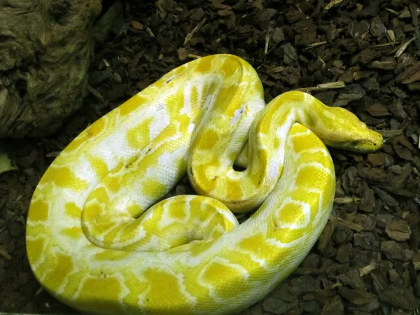 Burmesiska python — Stockfoto
