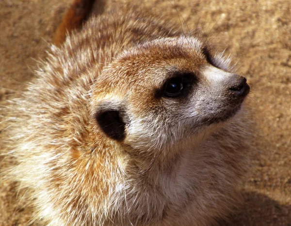 Wirydarz-do góry Południowej Afryki meerkat — Zdjęcie stockowe