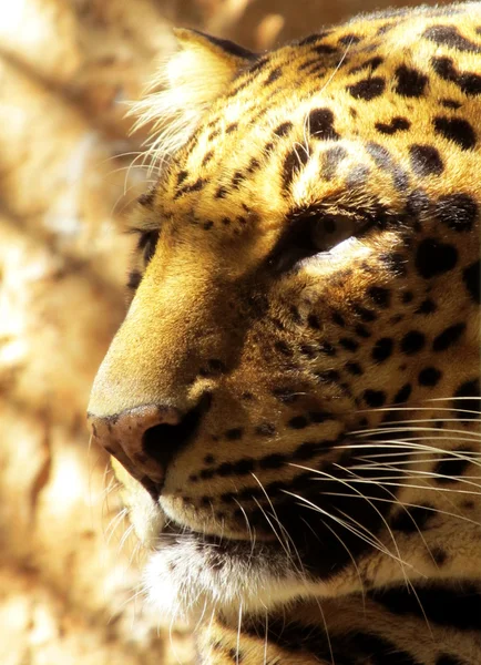 Крупним планом Leopard вид збоку — стокове фото