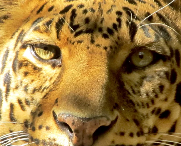 Nahaufnahme Leopardengesicht von vorne — Stockfoto