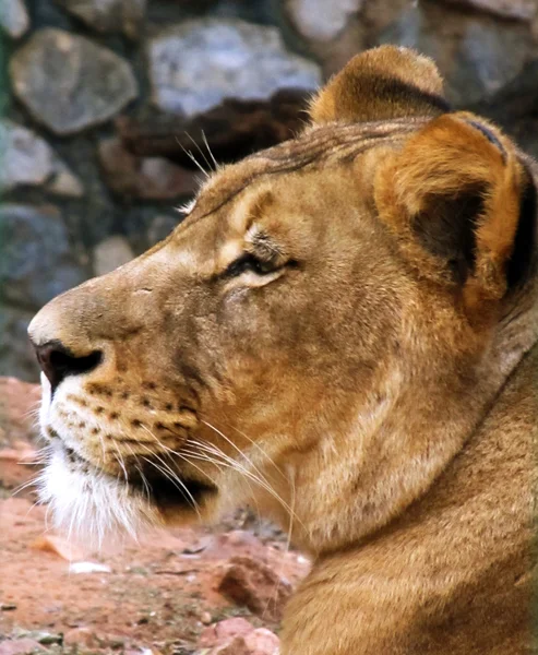 クローズ アップ雌ライオンの顔の側面図 — ストック写真