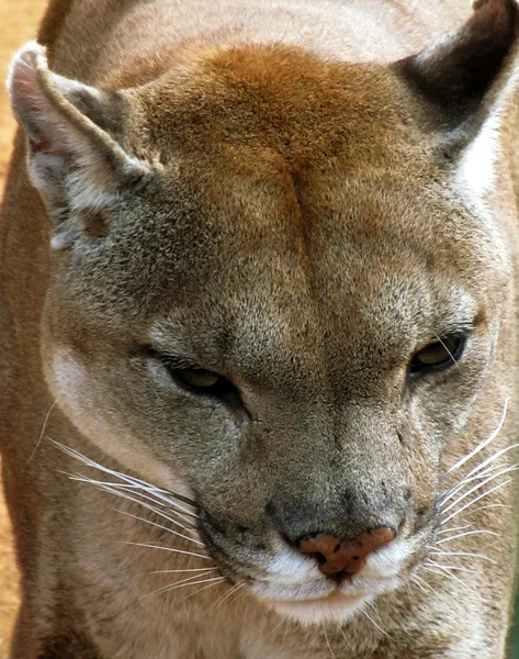 Nahaufnahme Bild von Puma-Gesicht — Stockfoto