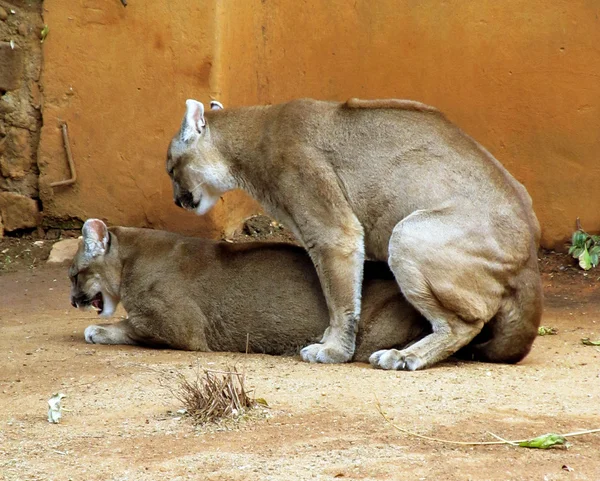 Immagine di Pumas in cattività accoppiamento — Foto Stock