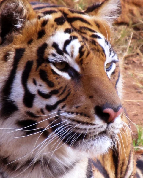 Close-up Tiger Face Side View Expressão suave — Fotografia de Stock