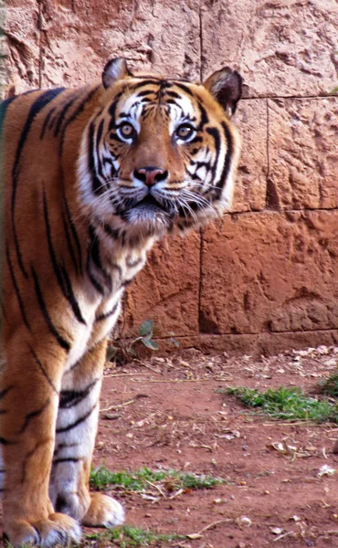 Tigre de pie mirando hacia arriba — Foto de Stock
